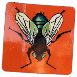 Fly wanted street sticker