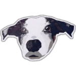 Unknown dog wanted sticker spotted in Porto in 2025