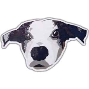 Unknown dog wanted sticker spotted in Porto in 2025