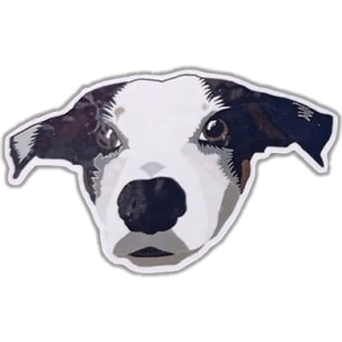 Unknown dog wanted sticker spotted in Porto in 2025